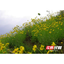 组图 | 临武：菊“爆”满山伴夏来