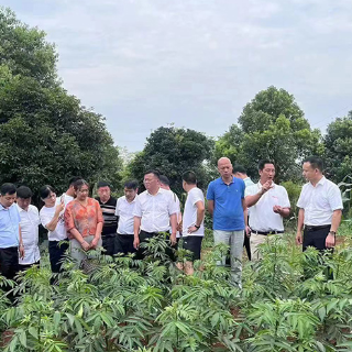 嘉禾县行廊镇赴耒阳考察学习花椒产业