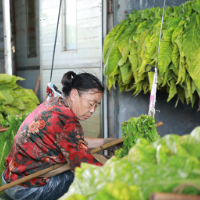 湘村带头人｜桂阳：“打工仔”变身“烤烟王”