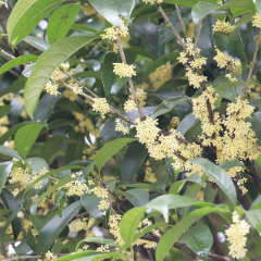 宜章莽山：桂花初开香满园