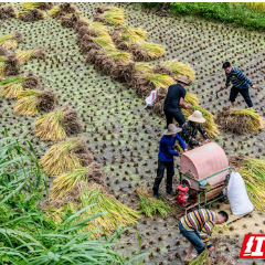 组图 | 临武：望春稻茬品秋收