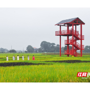 开园！永兴县西河湾·稻花园举办“稻”文化艺术节暨开园仪式