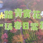 春日限定！“繁花版”苏仙来啦