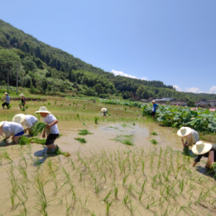 郴州市农业农村局党员干部帮助受灾群众抢插晚稻