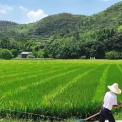 宜章县杨梅山镇平和洞：水稻制种“赶花忙”