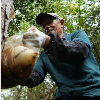 宜章县天塘镇杨桐江村:“松脂油”成为群众增收“致富油”