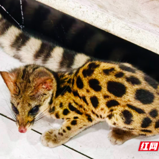 嘉禾县:放生国家二级保护动物斑林狸