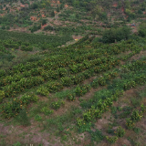 桂阳县太和镇:枝头挂“金果” 田间绘“丰”景