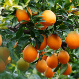 宜章县:橙黄满枝头 奏响丰收曲