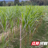 “蔗”里迎客来 汝城县暖水镇“甜蜜”增收路