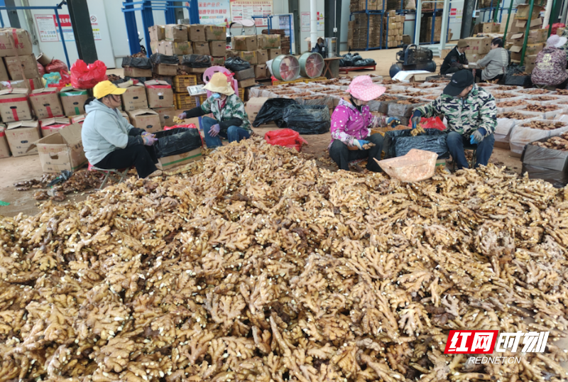 汝城小黄姜远销中东