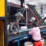 临武林富茶油:科技赋能 全产业链“榨”出高效益