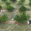 宜章脐橙采收上市