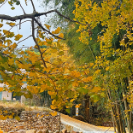 桂东县沤江镇:党建聚力谋突破 乡村产业绽新姿