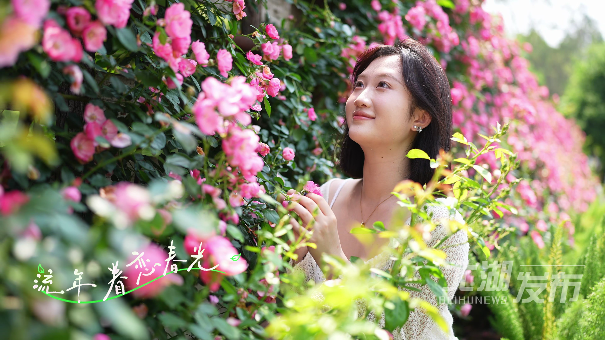 五一黄金周 我要去郴州｜春日花海如梦境 北湖“意境”绽芳华# 意境玫瑰园