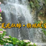 旅发宜章进行时 | 宜章：初夏花似锦 · 绣球绽芳颜