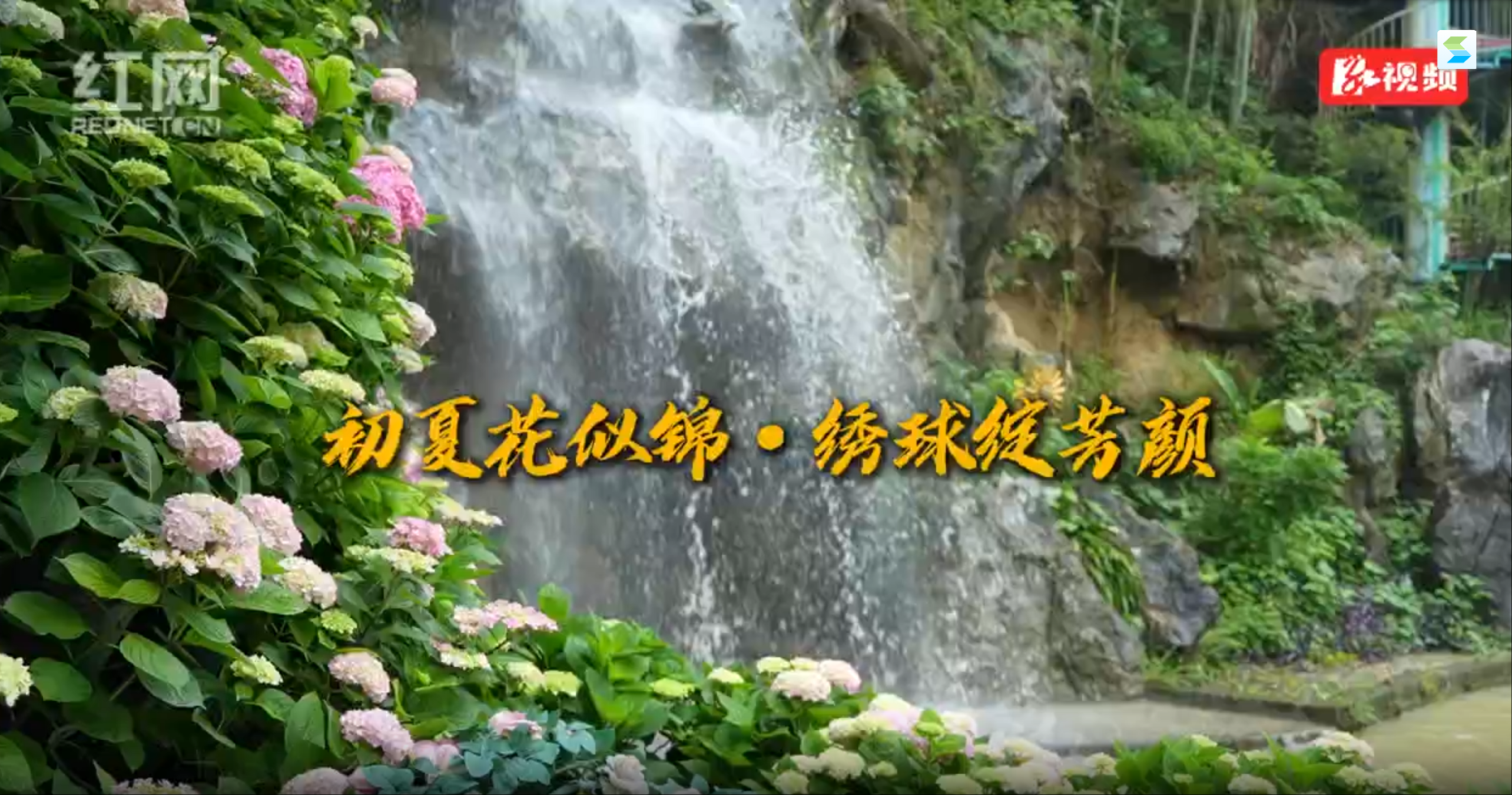 宜章：初夏花似锦 · 绣球绽芳颜