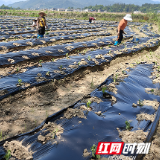 “辣”出致富路！泉水镇产业发展劲头十足