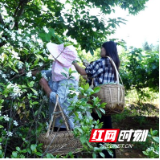 临武南强龙水村： 夏日限定 “栀”此美味