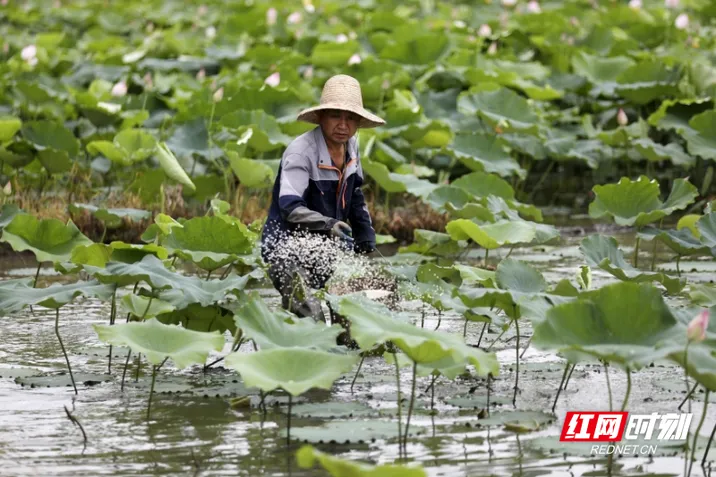 资兴市唐洞街道：湘莲管护忙  绘就好“丰”景