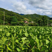桂东普乐：红潮涌动山水间  山乡蝶变换新颜