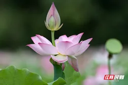 组图 | 临武县：荷花绽放引客来  “美丽经济”兴乡村