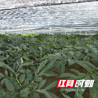 嘉禾县：百亩魔芋园铺就振兴路