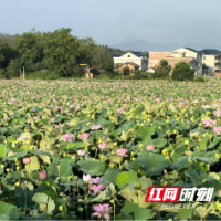 永兴县:农业招商引资成果斐然 两大项目为产业升级赋能