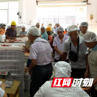 临武县：“订单辣椒”映红致富路
