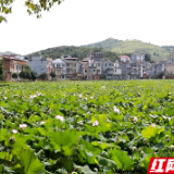 嘉禾县：“农旅融合”绘新景