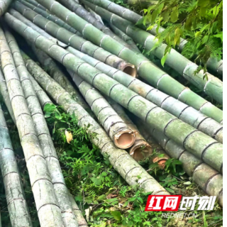 桂东楠竹变形记：20年荒山变“绿色聚宝盆”