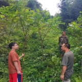 走进我的乡村③ | 彩洞招商引“药” 村民兴业增收