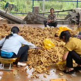 邮储银行郴州市分行：精准滴灌汝城小黄姜  让“土疙瘩”长出“好钱景”