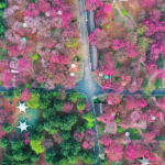 桂阳县：千亩樱花迎春绽放 吸引游人赴“春光之约”