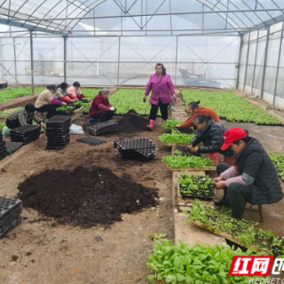 桂阳县樟市镇：万象“耕”新不负春 田间地头忙起来了