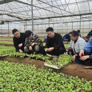 桂阳县:春耕生产忙 25万亩烟苗寄栽启动