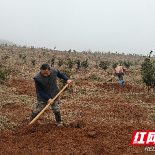 嘉禾县塘村镇：“甜蜜”产业扩种引才归