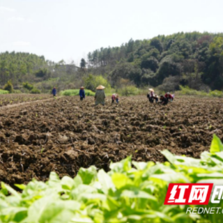 宜章县：4万亩烟叶移栽忙
