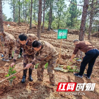 永兴县油麻镇：春风添新绿 植树正当时