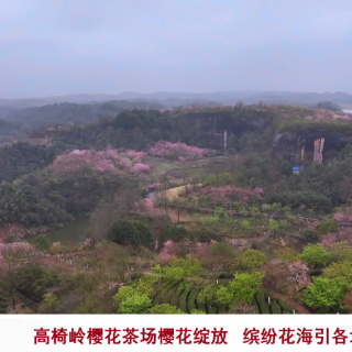高椅岭樱花茶场樱花绽放 缤纷花海引各地游客打卡