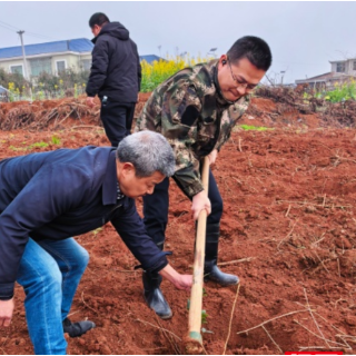 永兴县樟树镇：春风十里植新绿 油茶产业助振兴
