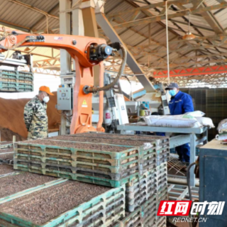 安仁县：人勤春来早 育秧正当时