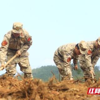 桂阳县：荒山披新绿 军民同心共栽杉树苗