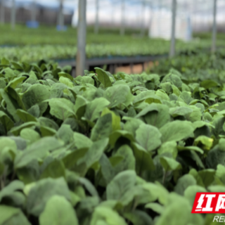 嘉禾县珠泉镇：一株种苗 带富一方乡亲