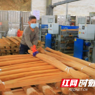 临武县：一根竹的“绿色循环”之旅