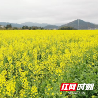 汝城千亩花海里 藏着一个春天合唱团