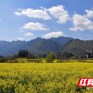 桂东四都：春染田畦，“菜篮”耕育映振兴