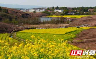 组图 | 安仁县：春染安仁 花海竞放