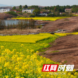 组图 | 安仁县：春染安仁 花海竞放