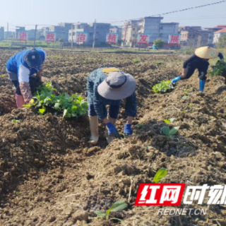 嘉禾县石桥镇：财政赋能春耕 烤烟移栽有序推进